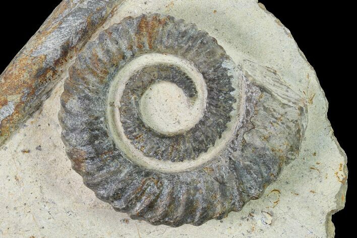 Early Devonian Ammonite (Anetoceras) - Tazarine, Morocco #154316